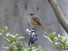 Phoenicurus auroreus