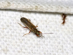 Paromius longulus
