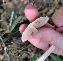 Entoloma strictius