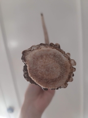 Cervus elaphus elaphus