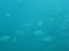 Caranx ruber