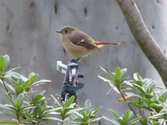 Phoenicurus auroreus