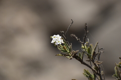 Heliotropium