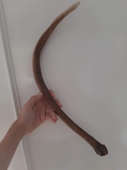 Cervus elaphus elaphus