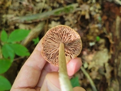 Entoloma strictius