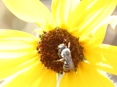 Megachilidae