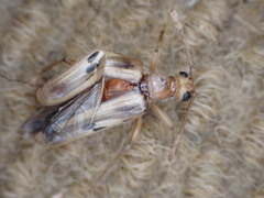 Ortholeptura valida