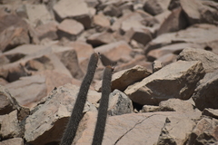 Loxanthocereus acanthurus