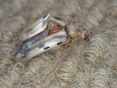 Ortholeptura valida