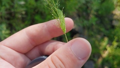 Eragrostis capillaris