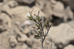 Heliotropium