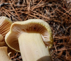 Hygrophorus