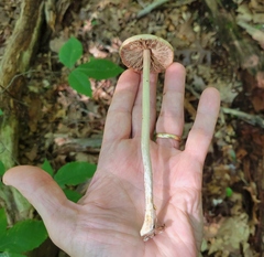 Entoloma strictius