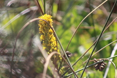 Solidago spathulata