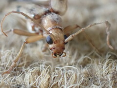 Ortholeptura valida