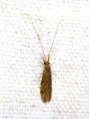 Oecetis