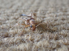 Ortholeptura valida