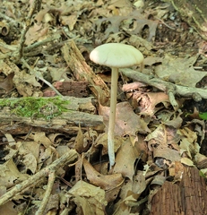 Entoloma strictius