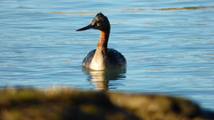 Podiceps major