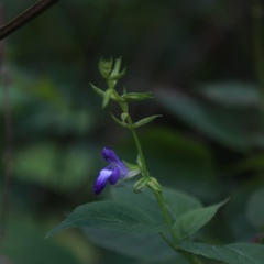 Salvia caudata