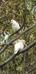 Cacatua tenuirostris