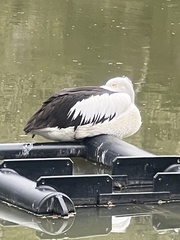 Pelecanus conspicillatus