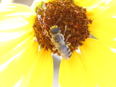 Megachilidae
