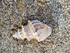 Struthiolaria papulosa