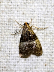 Pococera asperatella