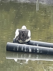Pelecanus conspicillatus