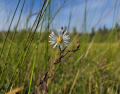 Symphyotrichum boreale