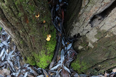 Phyllotopsis nidulans