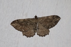 Rheumaptera meadii