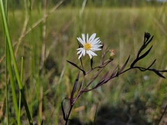 Symphyotrichum boreale