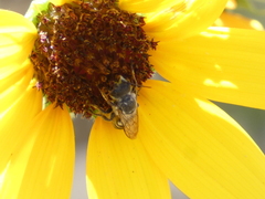 Megachilidae