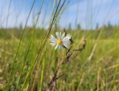 Symphyotrichum boreale