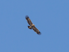 Aquila nipalensis