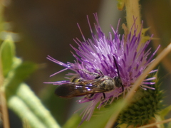 Dielis pilipes