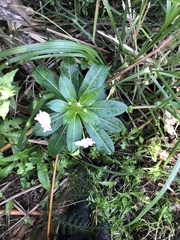 Impatiens sodenii