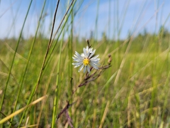 Symphyotrichum boreale