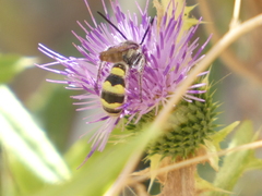 Dielis pilipes