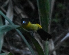 Ramphocelus flammigerus