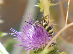Dielis pilipes