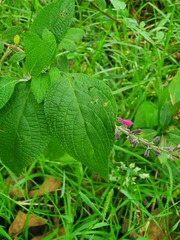 Salvia tortuosa