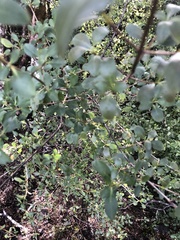 Coprosma foetidissima