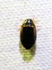 Thermonectus basillaris basillaris