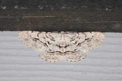 Stenoporpia pulmonaria