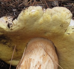 Boletus barrowsii