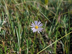 Symphyotrichum boreale