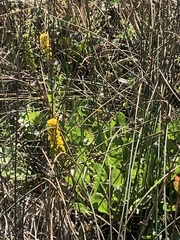 Solidago spathulata